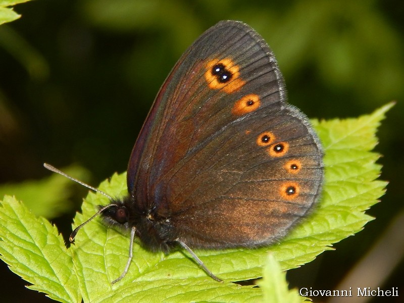 Erebia medusa (Nymphalidae Satyrinae)